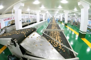 金正恩視察平壤食品工廠，創(chuàng)新設(shè)備彰顯國(guó)家實(shí)力與自豪